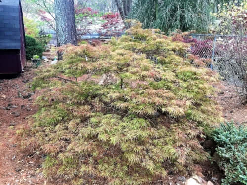 Acer palmatum 'Chantilly Lace' - mapleridgenursery