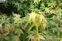 Thumbnail for Acer palmatum 'Chiba' - mapleridgenursery