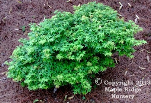 Acer palmatum 'Chiba' - mapleridgenursery