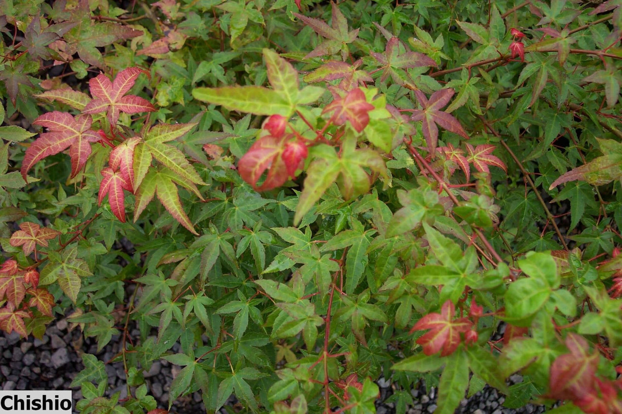 Acer palmatum 'Chishio' - mapleridgenursery