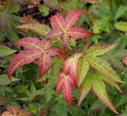 Acer palmatum 'Chishio' - mapleridgenursery