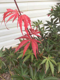 Thumbnail for Acer palmatum 'Chitose yama' (Japanese Version) - mapleridgenursery