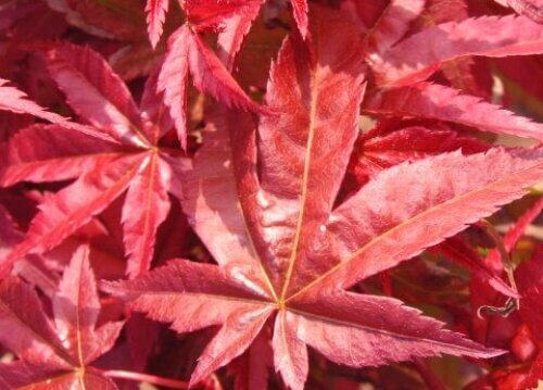 Acer palmatum 'Corallinum' - mapleridgenursery