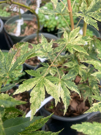 Thumbnail for Acer palmatum 'Cosmos' - mapleridgenursery