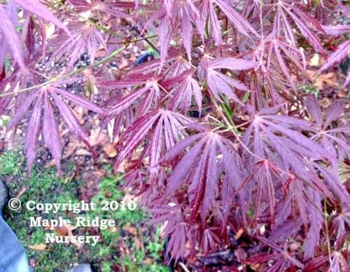 Acer palmatum 'Crimson Carole' - mapleridgenursery