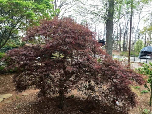 Acer palmatum 'Crimson Queen' - mapleridgenursery
