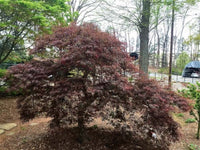 Thumbnail for Acer palmatum 'Crimson Queen' - mapleridgenursery