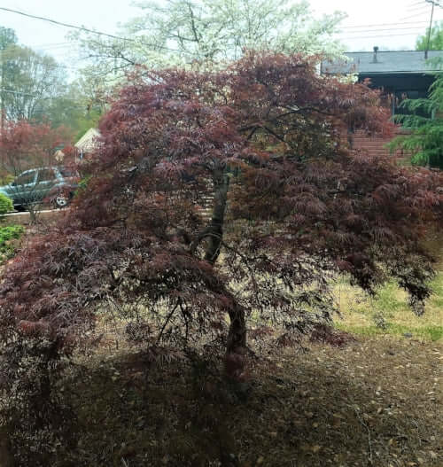Acer palmatum 'Crimson Queen' - mapleridgenursery