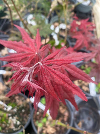 Thumbnail for Acer palmatum 'Dark Ghost' - mapleridgenursery