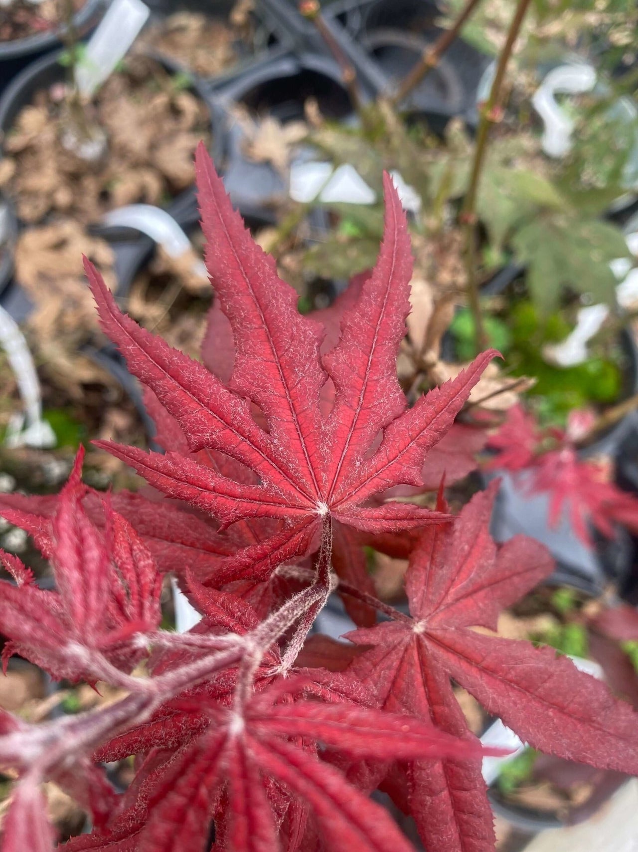 Acer palmatum 'Dark Ghost' - mapleridgenursery