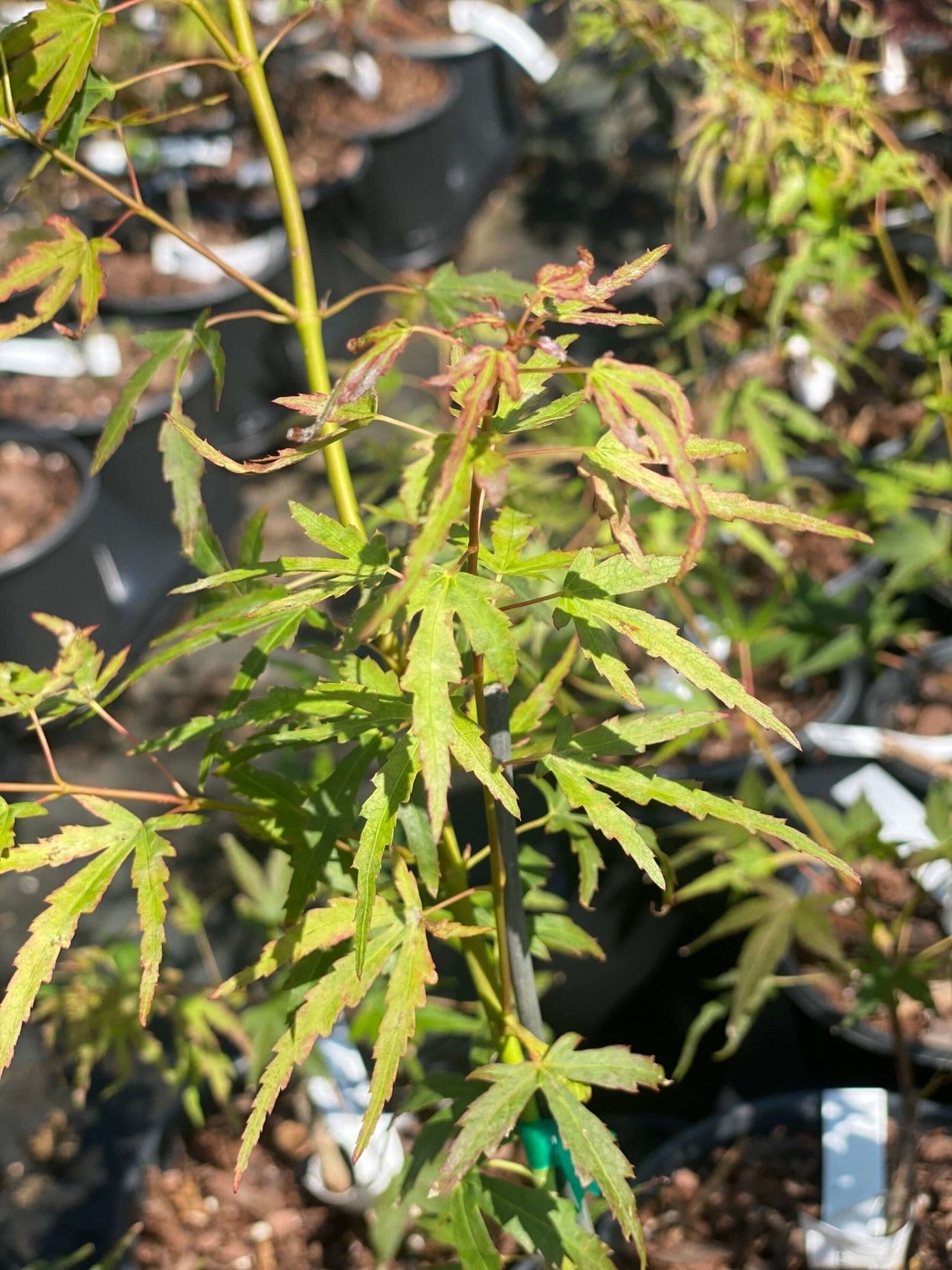 Acer palmatum 'Diana' - mapleridgenursery