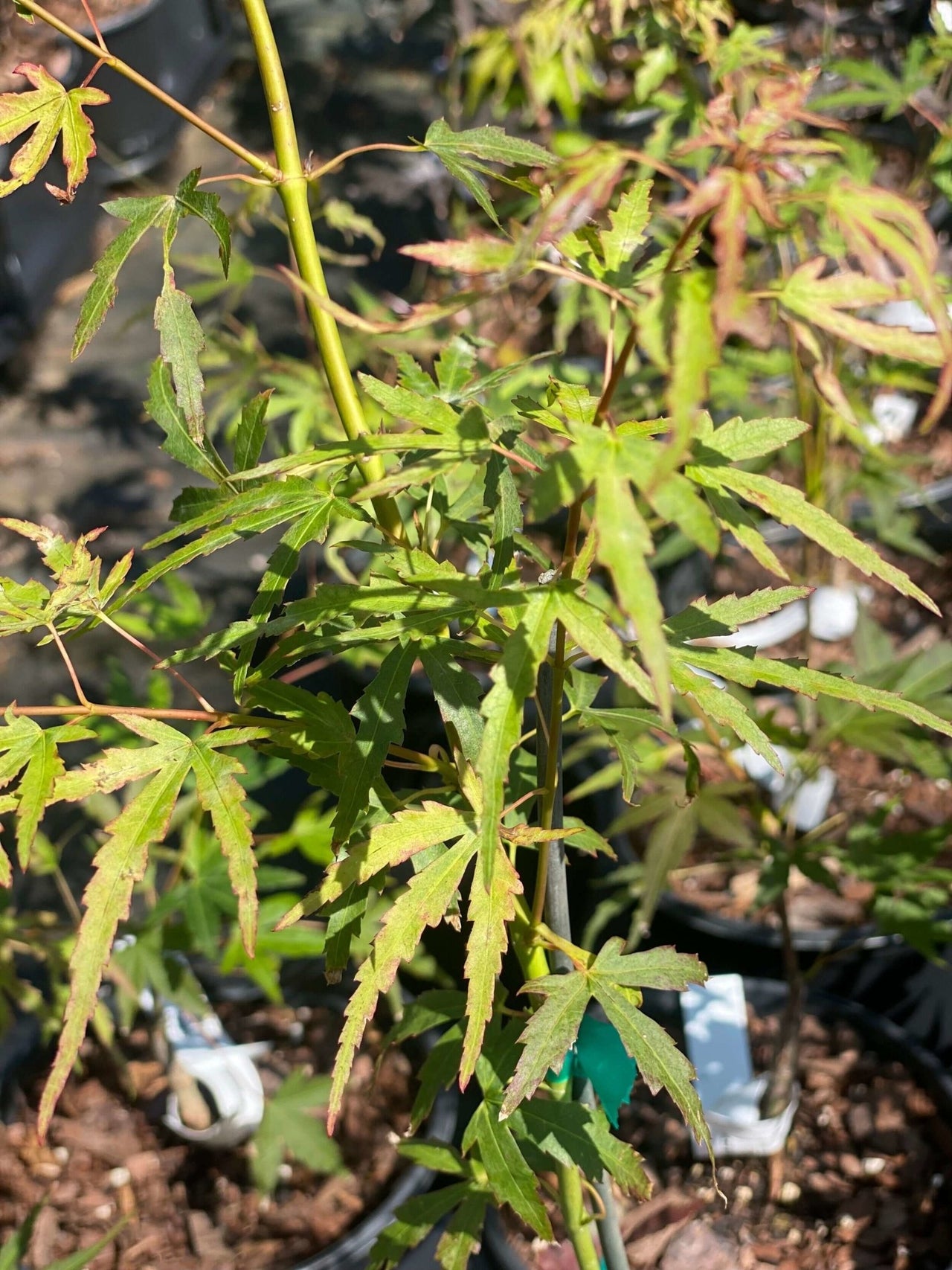 Acer palmatum 'Diana' - mapleridgenursery
