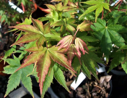 Acer palmatum 'Dixie Delight' - mapleridgenursery