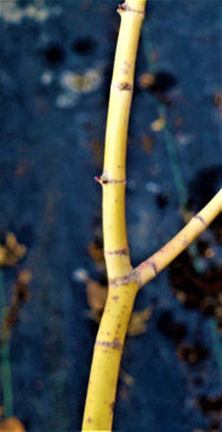Thumbnail for Acer palmatum 'Dixie Delight' - mapleridgenursery