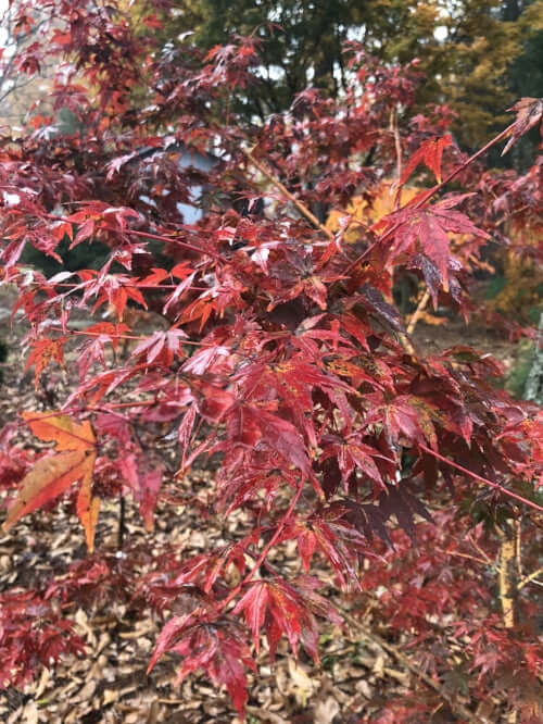 Acer palmatum 'Dixie Delight' - mapleridgenursery