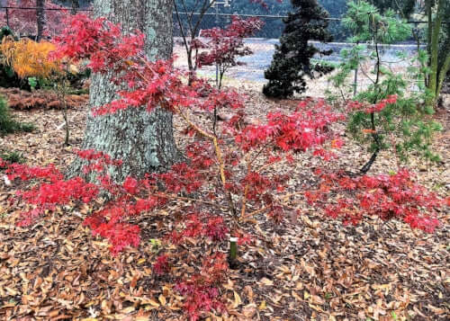 Acer palmatum 'Dixie Delight' - mapleridgenursery