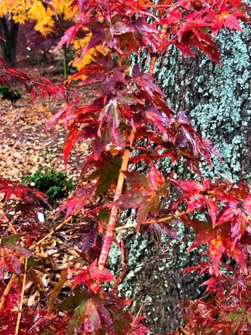 Acer palmatum 'Dixie Delight' - mapleridgenursery