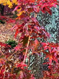 Thumbnail for Acer palmatum 'Dixie Delight' - mapleridgenursery