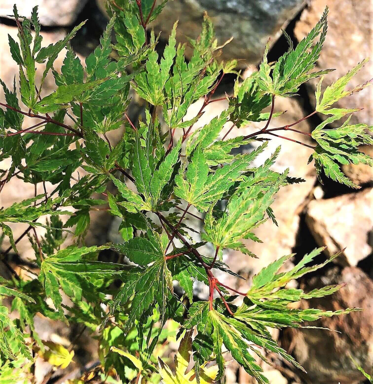 Acer palmatum 'Dixie Morning' - mapleridgenursery