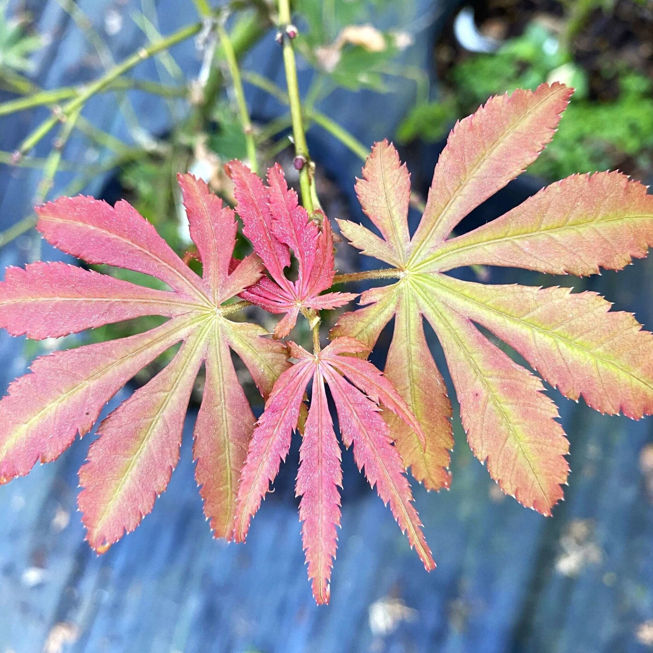 Acer palmatum 'Dixie Rain' - mapleridgenursery