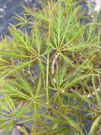 Thumbnail for Acer palmatum 'Dragon's Fire' - mapleridgenursery