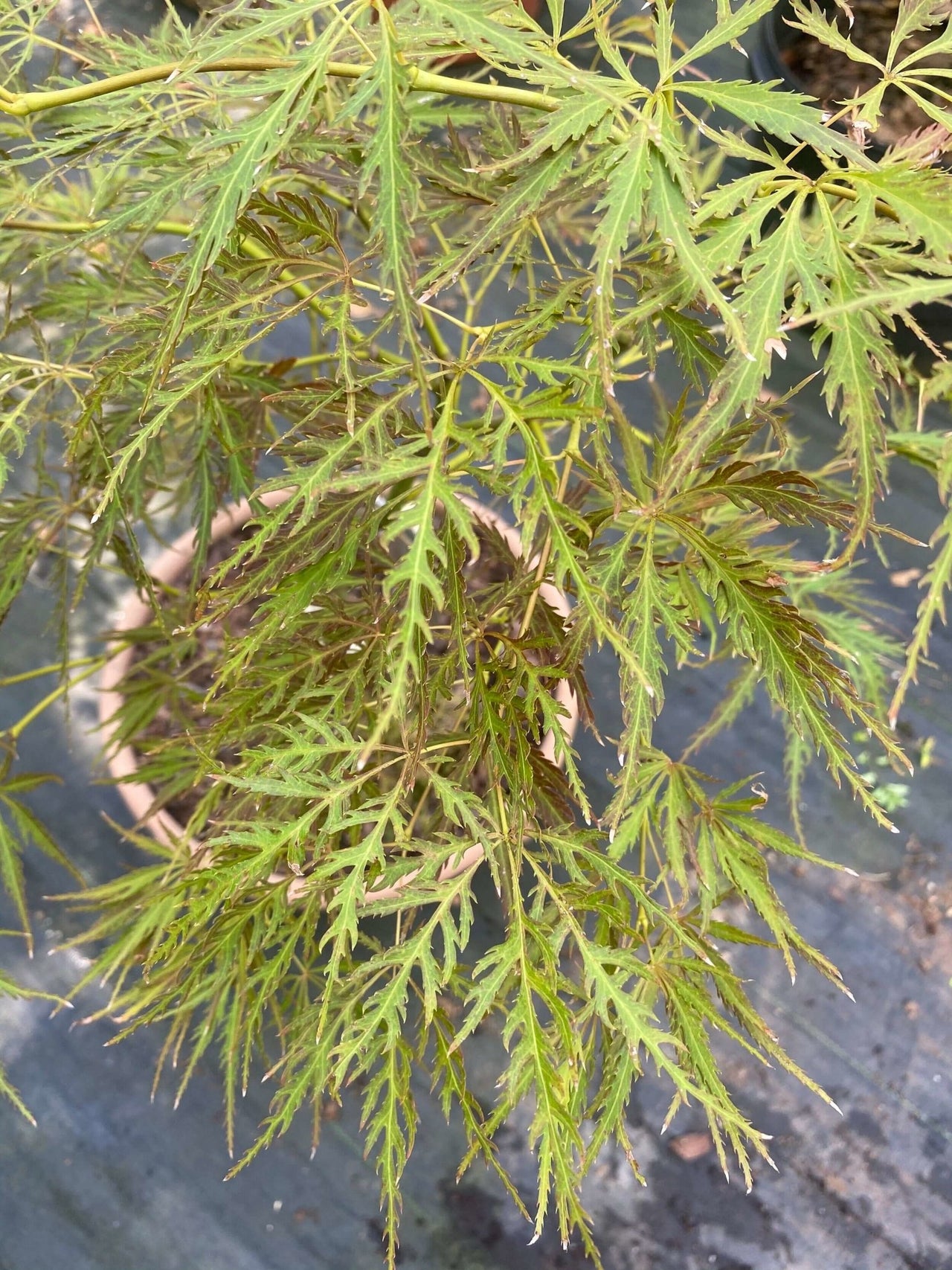 Acer palmatum 'Dragon's Fire' - mapleridgenursery