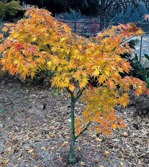 Acer palmatum 'Elegans' - mapleridgenursery