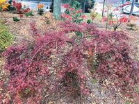 Thumbnail for Acer palmatum 'Emerald Lace' - mapleridgenursery