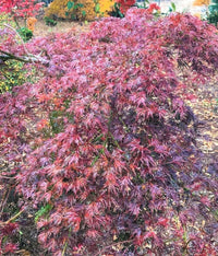 Thumbnail for Acer palmatum 'Emerald Lace' - mapleridgenursery