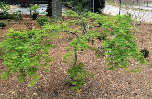 Acer palmatum 'Emerald Lace' - mapleridgenursery