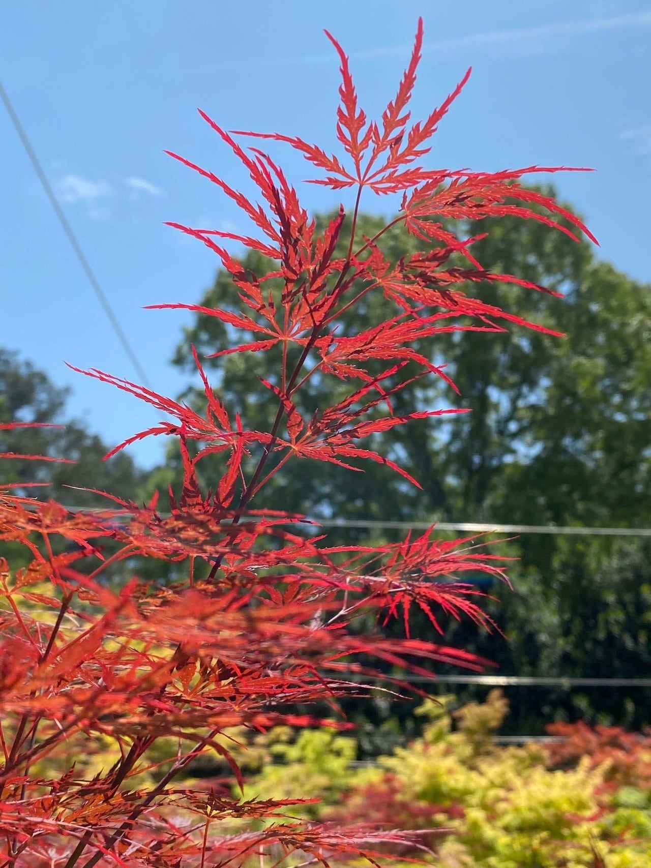 Acer palmatum 'English Lace' - mapleridgenursery