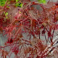 Thumbnail for Acer palmatum 'Enkan' - mapleridgenursery