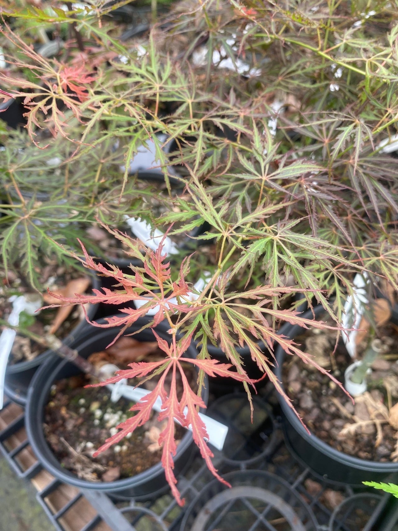 Acer palmatum 'Eye of the Tiger' Dwarf Japanese Maple - Maple Ridge Nursery