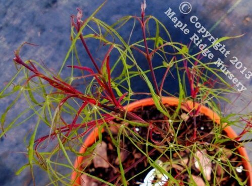 Acer palmatum 'Fairy Hair' - mapleridgenursery