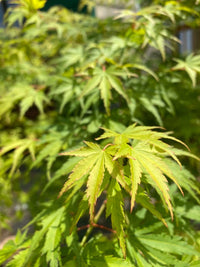 Thumbnail for Acer palmatum 'Fall's Fire' - mapleridgenursery