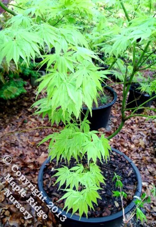 Acer palmatum 'Fascination' - mapleridgenursery