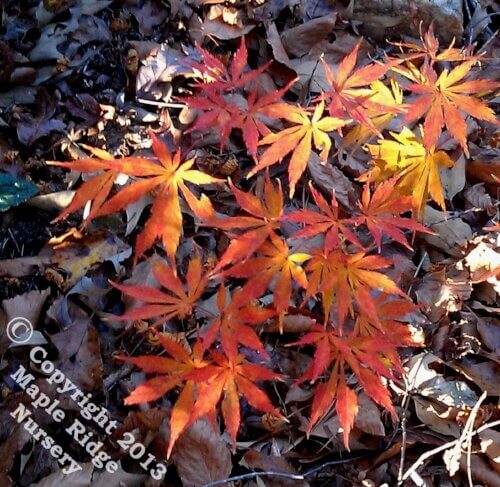 Acer palmatum 'Fascination' - mapleridgenursery