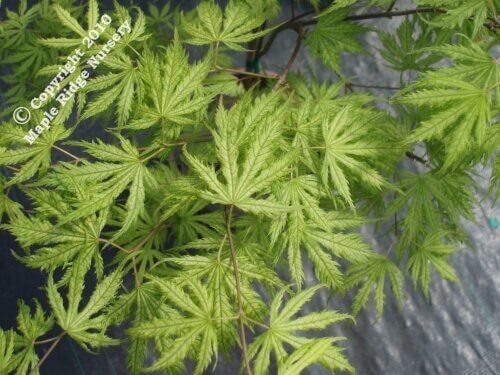 Acer palmatum 'Filigree' - mapleridgenursery