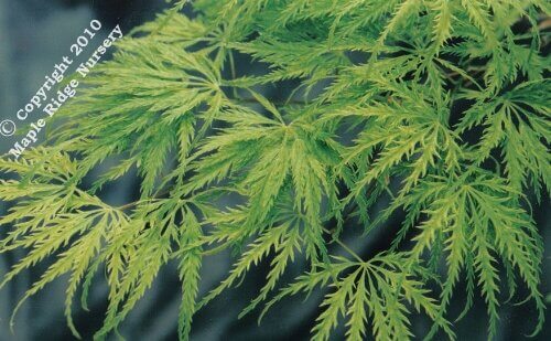 Acer palmatum 'Filigree' - mapleridgenursery