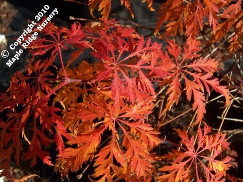 Acer palmatum 'Filigree' - mapleridgenursery