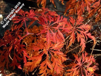 Thumbnail for Acer palmatum 'Filigree' - mapleridgenursery