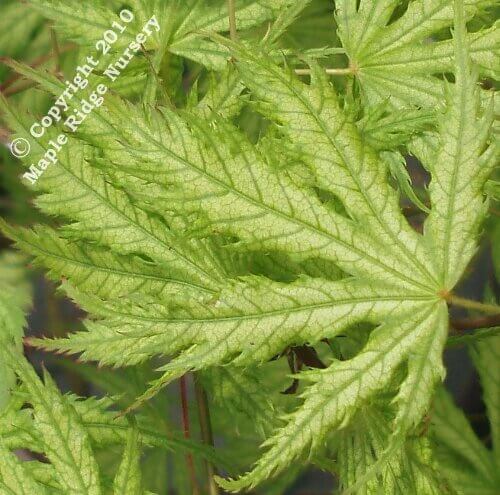Acer palmatum 'Filigree' - mapleridgenursery
