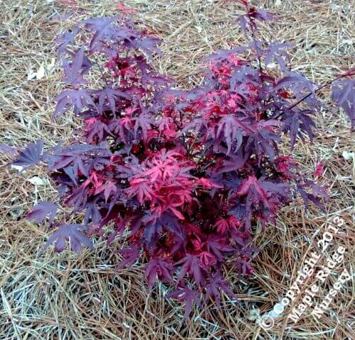 Acer palmatum 'Fireball' - mapleridgenursery