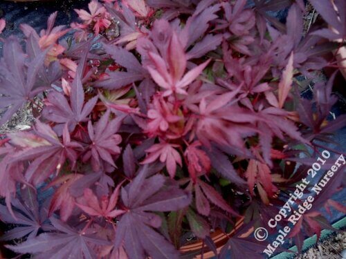 Acer palmatum 'Fireball' - mapleridgenursery