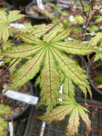 Thumbnail for Acer palmatum 'Firefly' Reticulated Japanese Maple - Maple Ridge Nursery