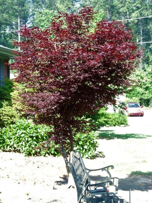 Acer palmatum 'Fireglow' - mapleridgenursery