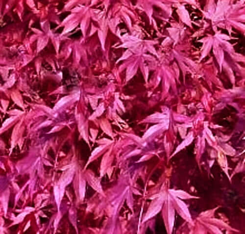 Acer palmatum 'Fireglow' - mapleridgenursery