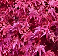 Thumbnail for Acer palmatum 'Fireglow' - mapleridgenursery
