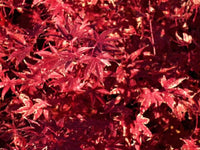 Thumbnail for Acer palmatum 'Fireglow' - mapleridgenursery