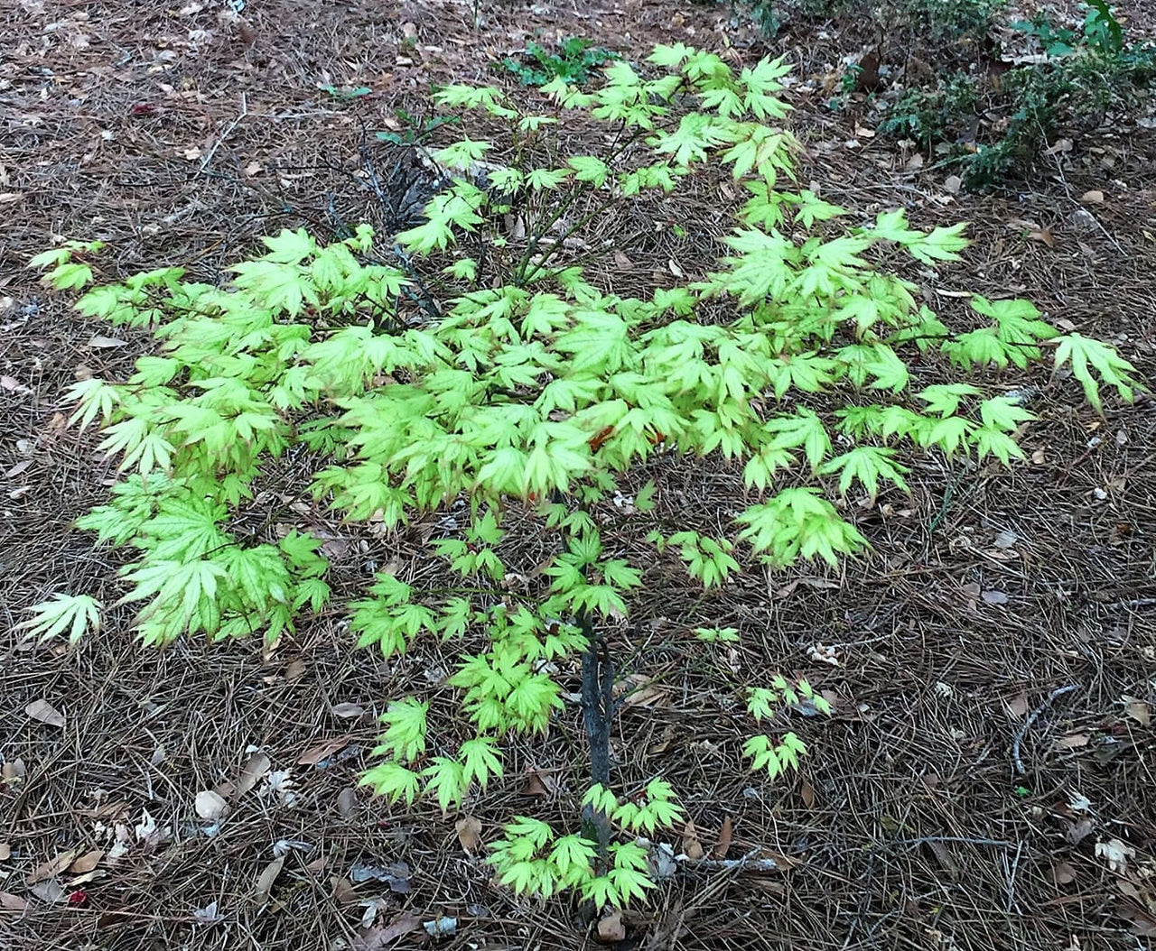 Acer palmatum 'First Ghost' - mapleridgenursery